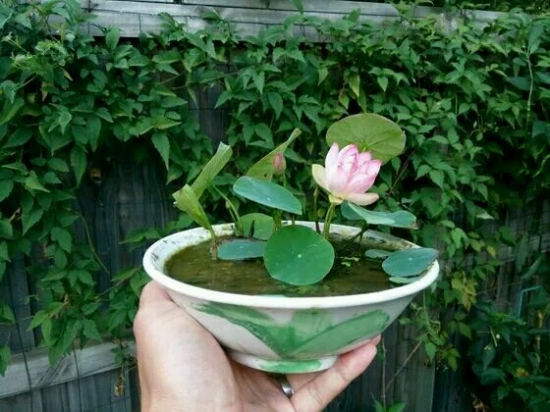 碗莲怎么养才能开花多呢,碗莲怎么养视频教程全集