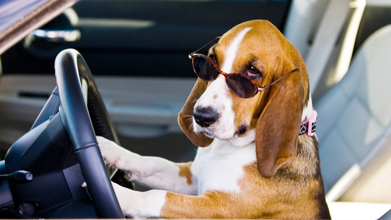 狗狗老是啃咬自己腿的毛,狗狗老是啃主人的手微疼