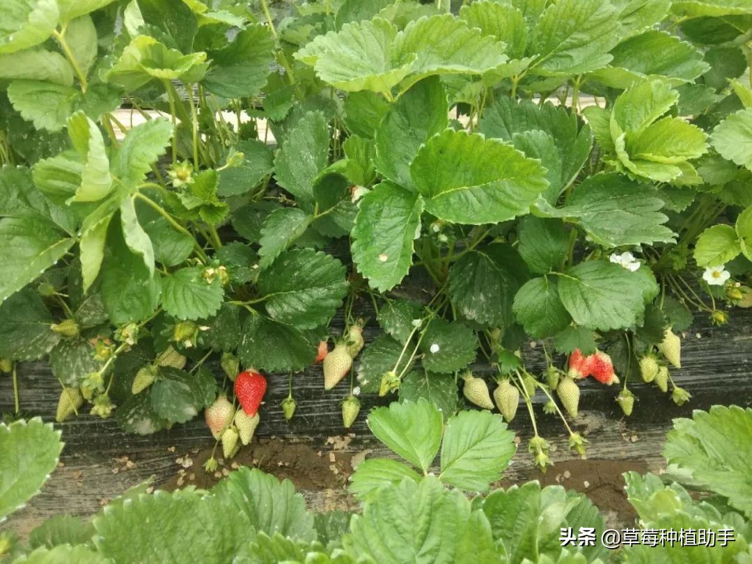 草莓春天不长果为什么,草莓只开花不坐果该怎么办