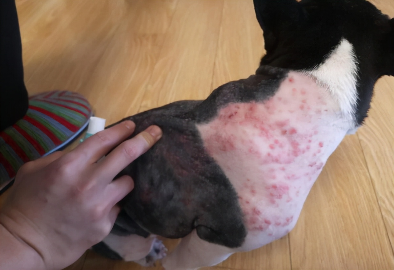 怎样知道狗狗身上有虫子,怎么能知道狗狗身上有虫