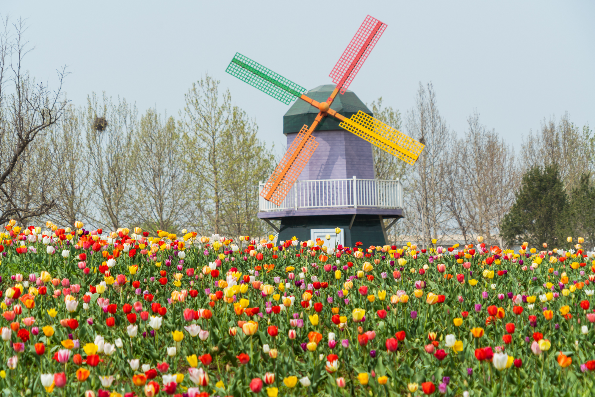 国际鲜花港郁金香,看郁金香北京国际鲜花港