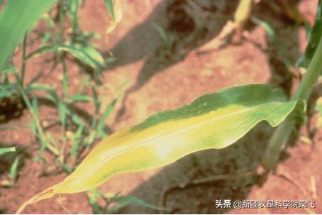 玉米缺磷的症状及治疗方法,玉米苗期缺磷和其他缺素症的区别