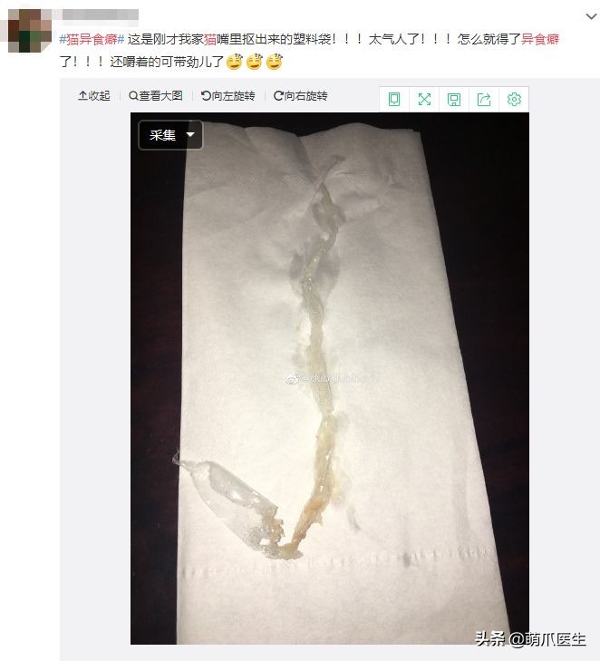 猫咪为什么好奇人类食物,为什么猫咪可以一直吃