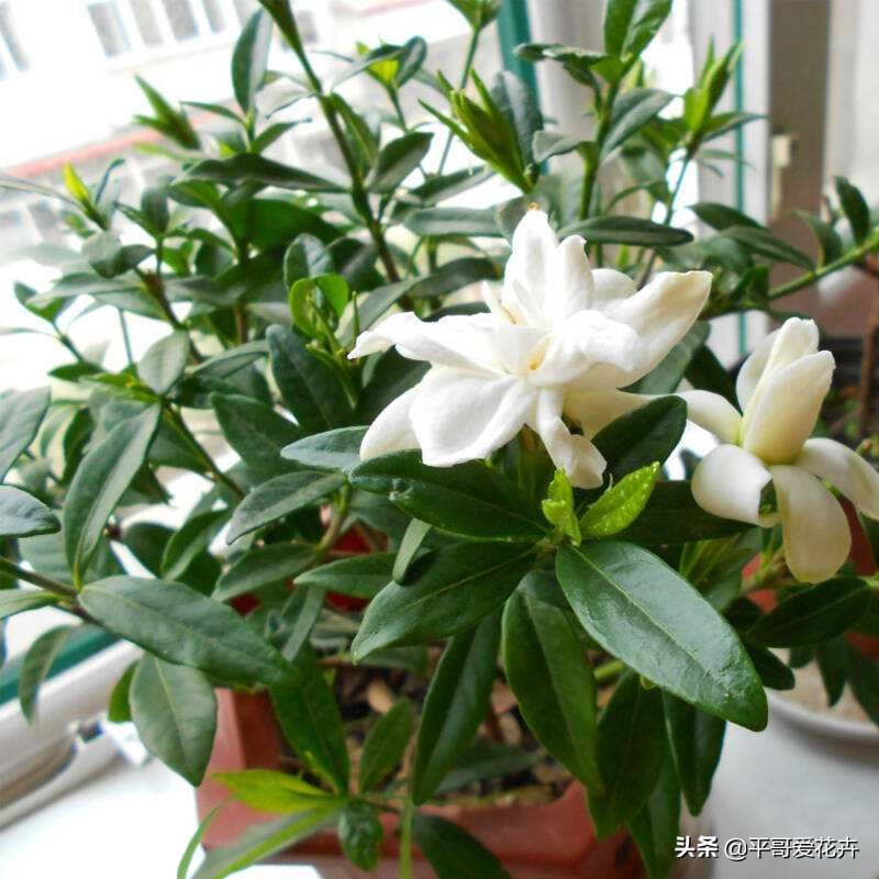 栀子花黄叶怎么养新手必看科普,栀子黄叶怎么防治