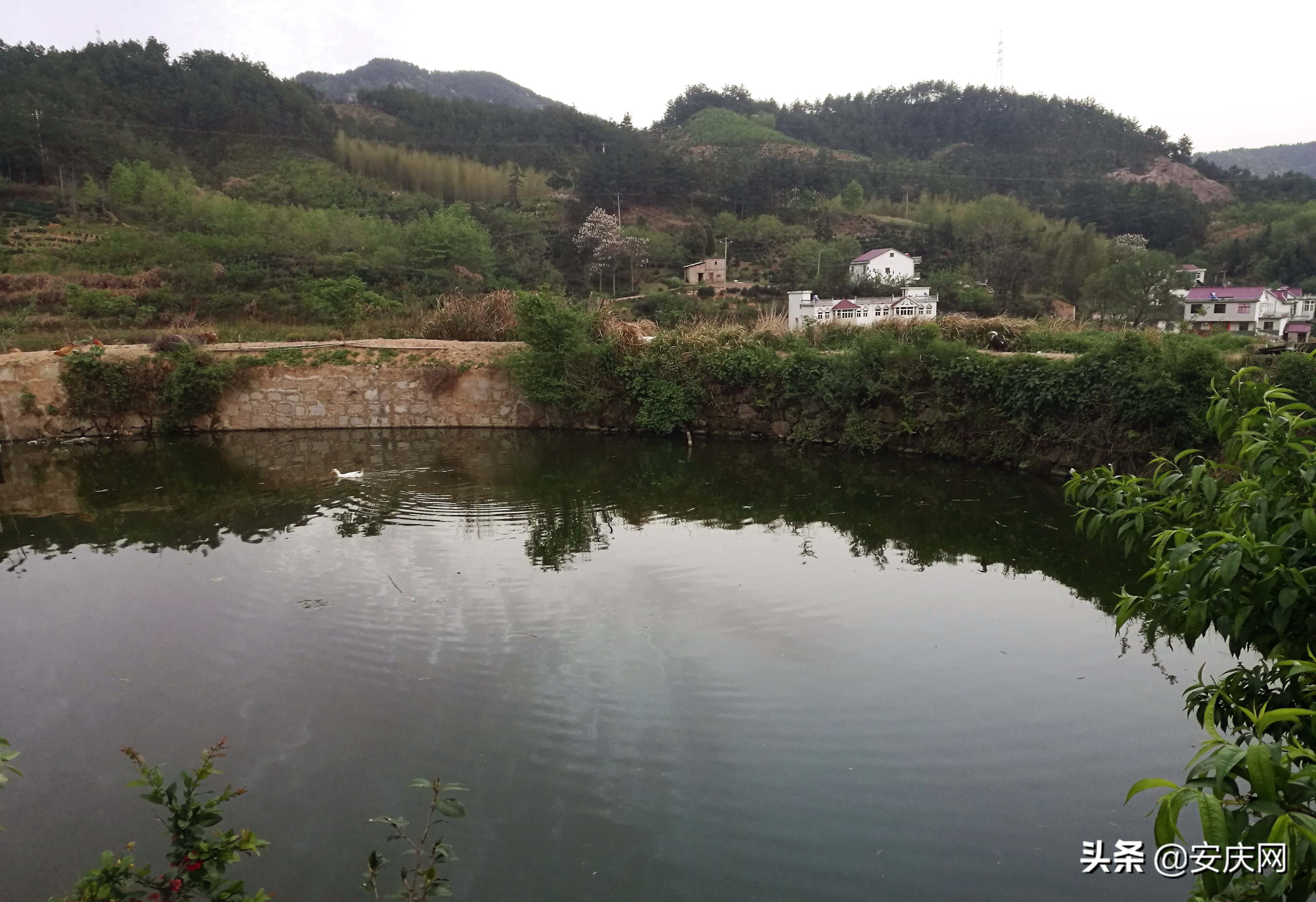 清明时节忆娘亲原唱,清明忆娘亲