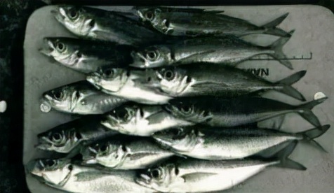 「日本专业矶钓书籍」竹荚鱼钓法，初学者最佳矶钓钓技