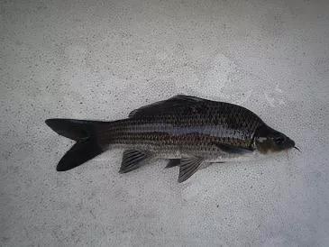 钓鱼钓到红色大鲤鱼放生吗,钓鱼一族钓到红鲤鱼为什么要放生