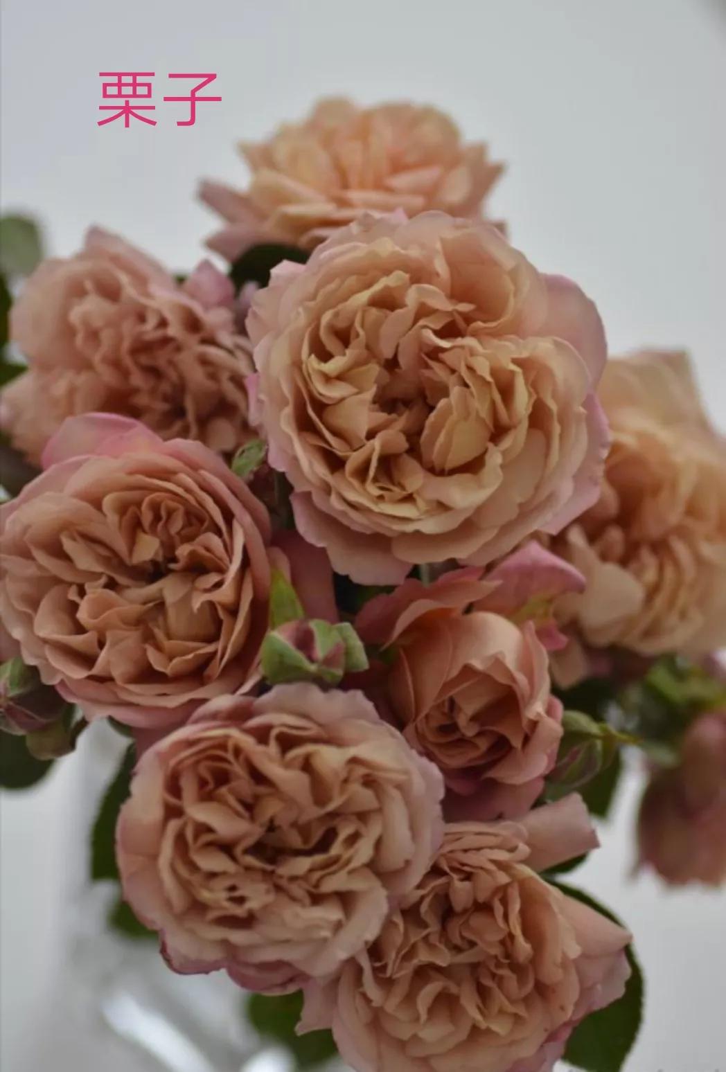 2020年木村卓功月季新品,木村卓功的月季都比较耐阴吗