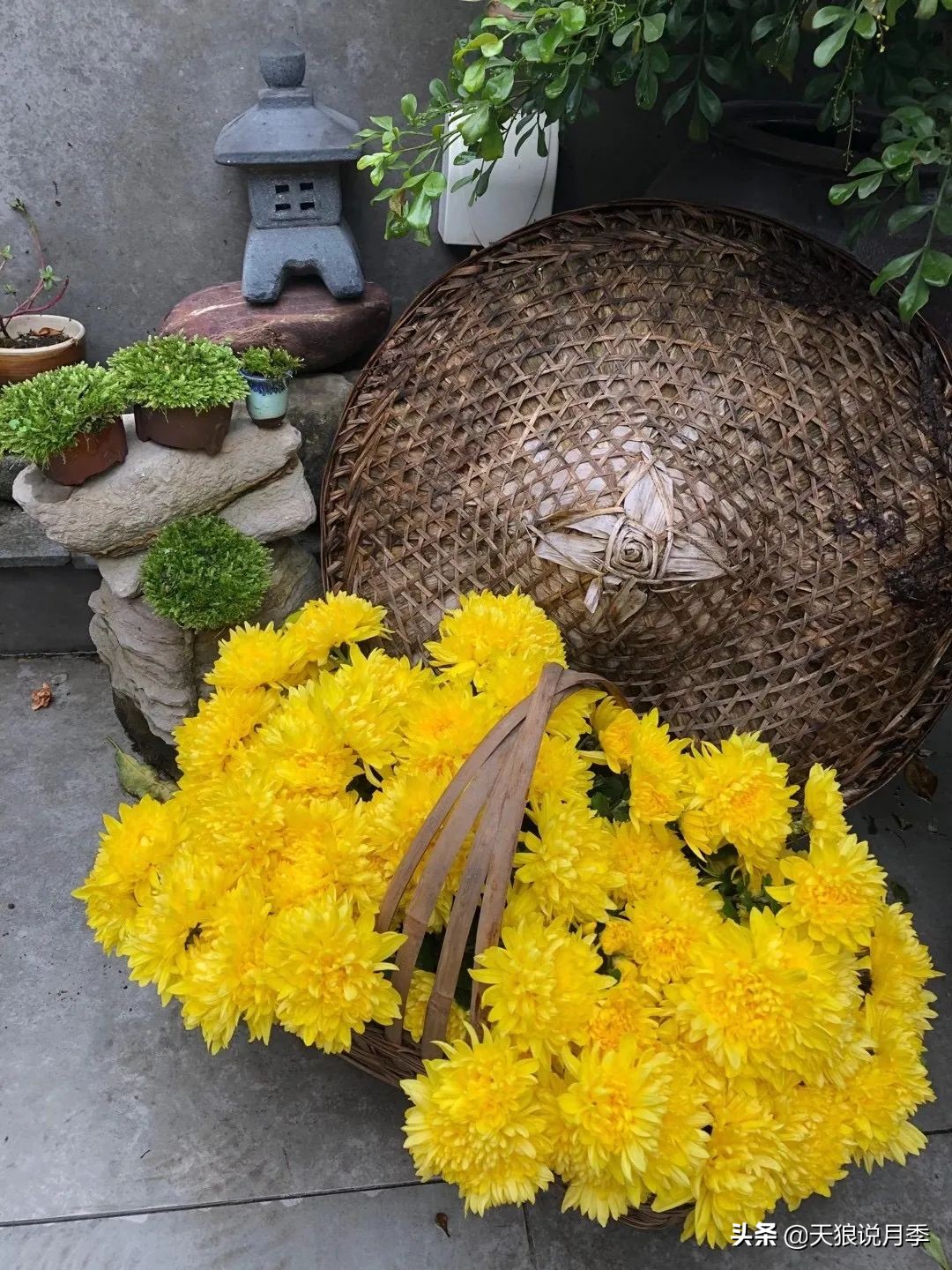 怎么打造露台小花园,如何打理自己的露台小花园