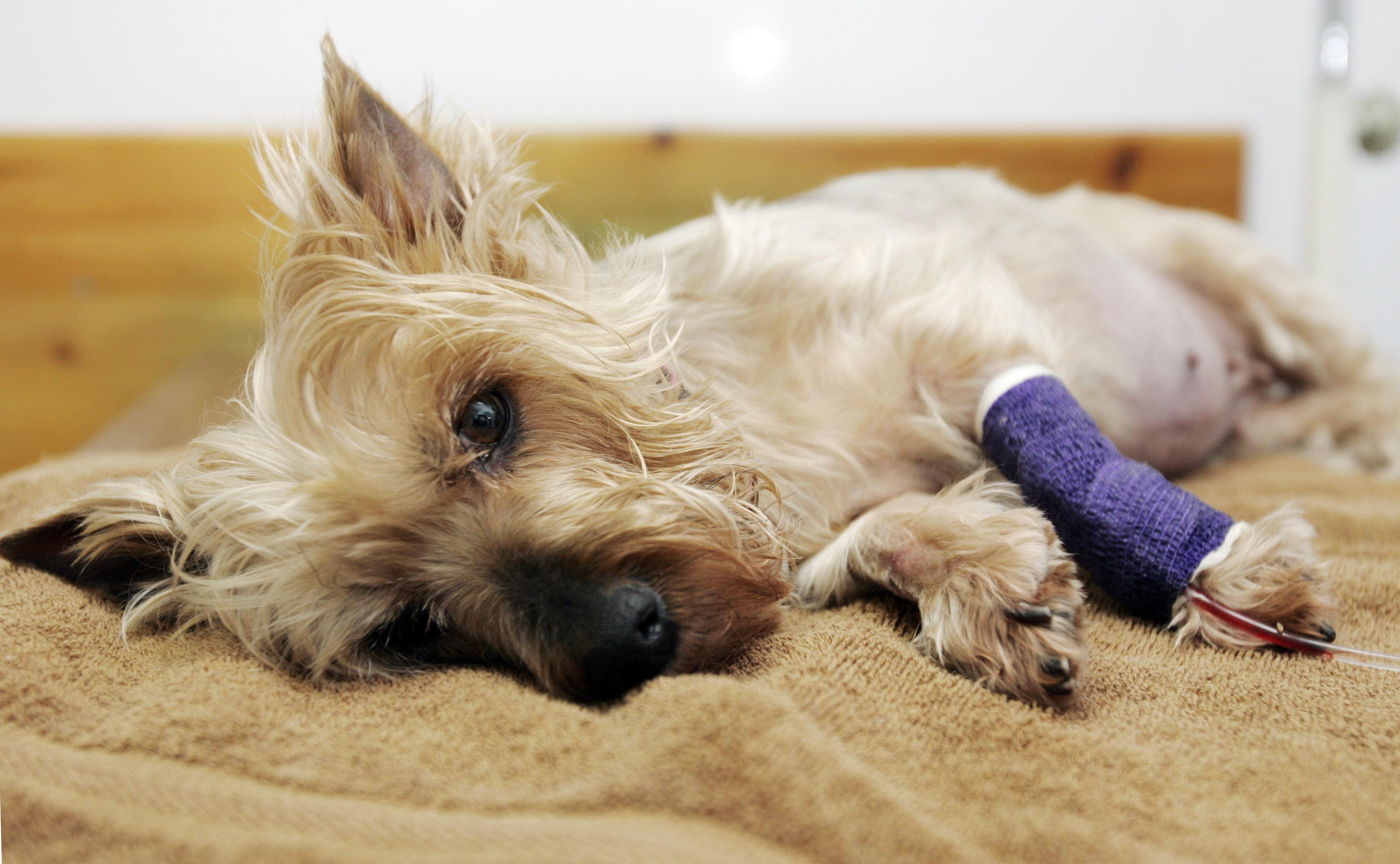 狗狗病危主人的反应,狗狗生病临死前的15个征兆