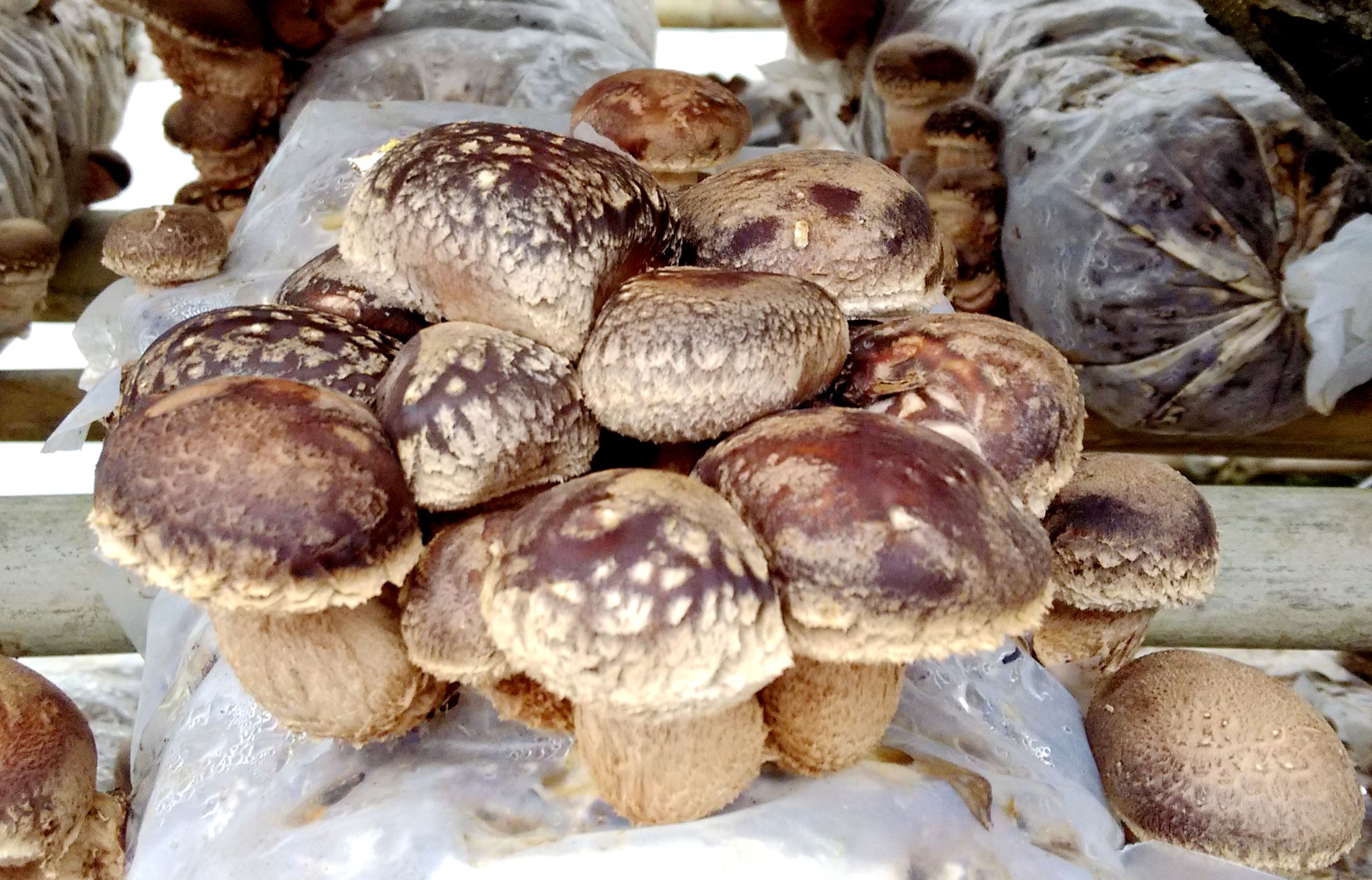 香菇菌棒养菌期被雨水泡了怎么办,香菇菌棒黄霉菌怎么处理