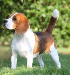 全世界100种名贵狗,世界上46多种名狗图文说明