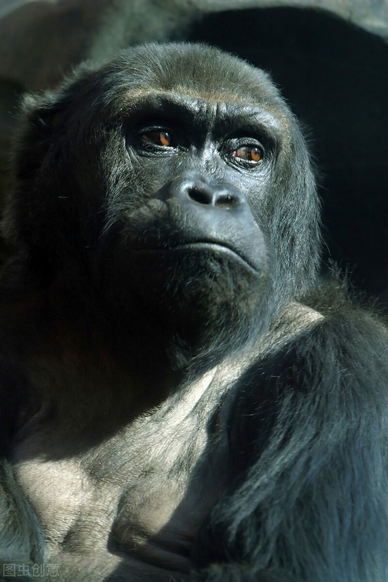 野人95、爷孩居然爱上了小老师莉莉，但莉莉不爱他这个野人