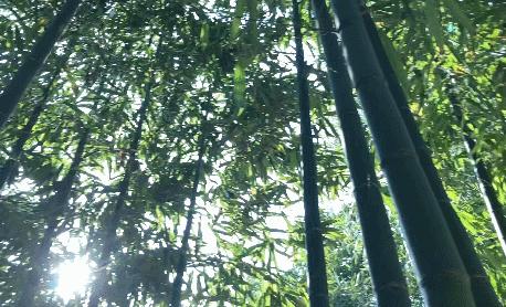 舌尖上的珍味春笋,舌尖上的春笋完整视频