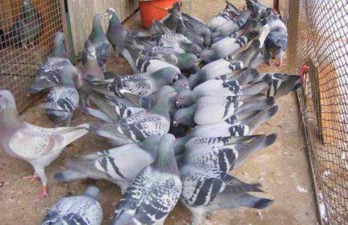 投资少见效快的养殖项目,投资小见效快的养殖好项目赚钱