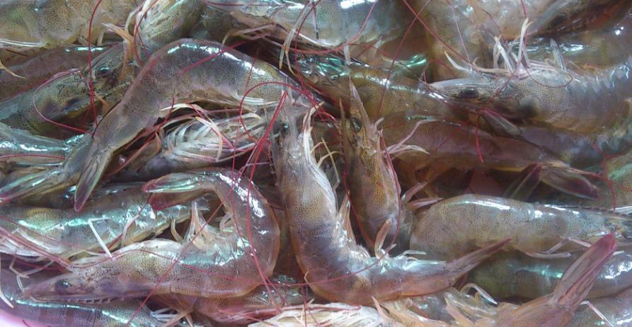 冻虾和煮熟的虾有什么区别,冰冻虾和冰鲜虾如何区别