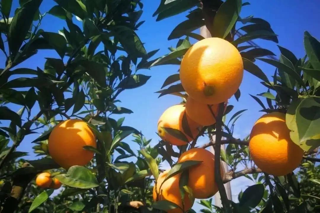 江西十大名水果,江西的十大水果