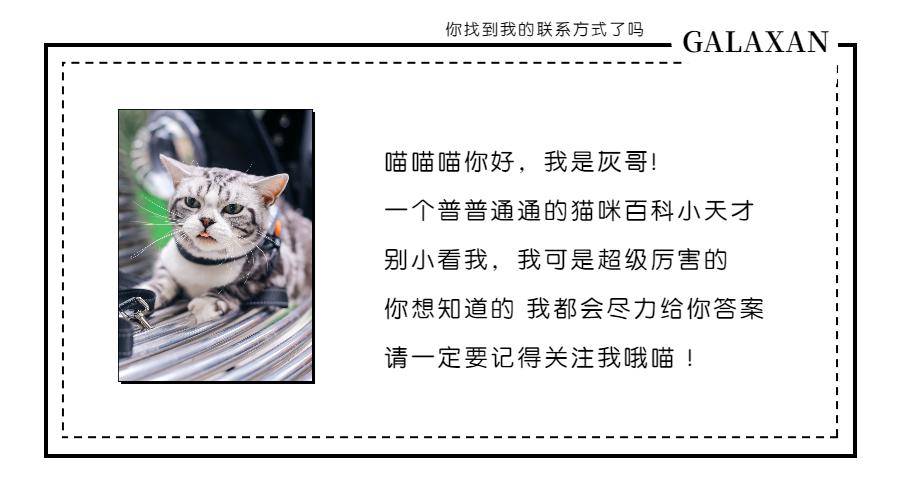 猫咪发情时我们应该怎么办？大掌柜带你了解猫咪的发情期！