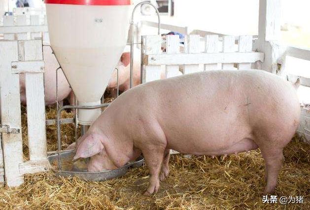 母猪怀孕流产症状,母猪孕前期流产有什么症状