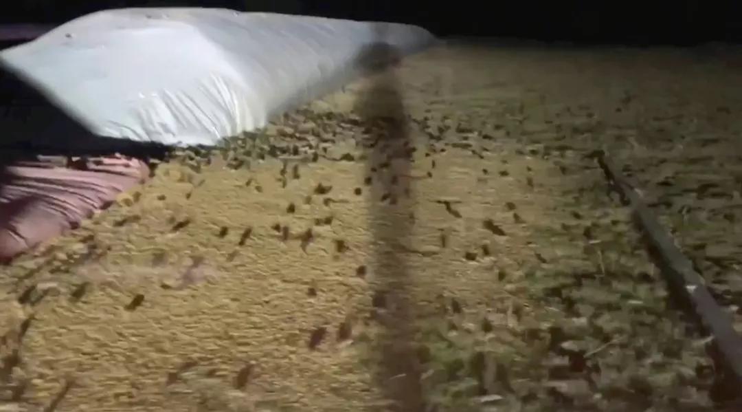 澳大利亚鼠灾事件视频,澳大利亚鼠害事件