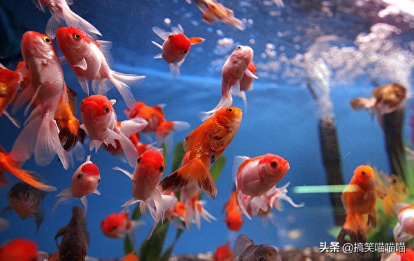 适合当宠物养的小动物,宠物可以给孩子带来什么好处