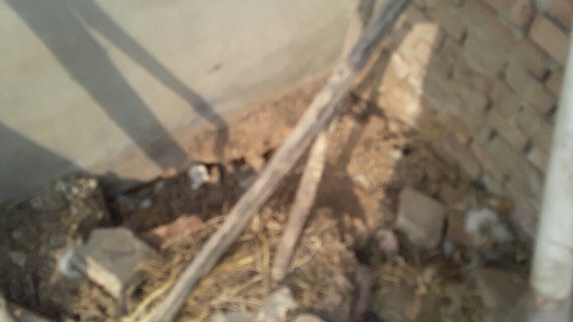 兔子假怀孕的表现,兔子假孕增长体重吗