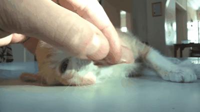 如果猫咪身体有异物会是什么表现,20个信号判断猫咪是否吞食异物