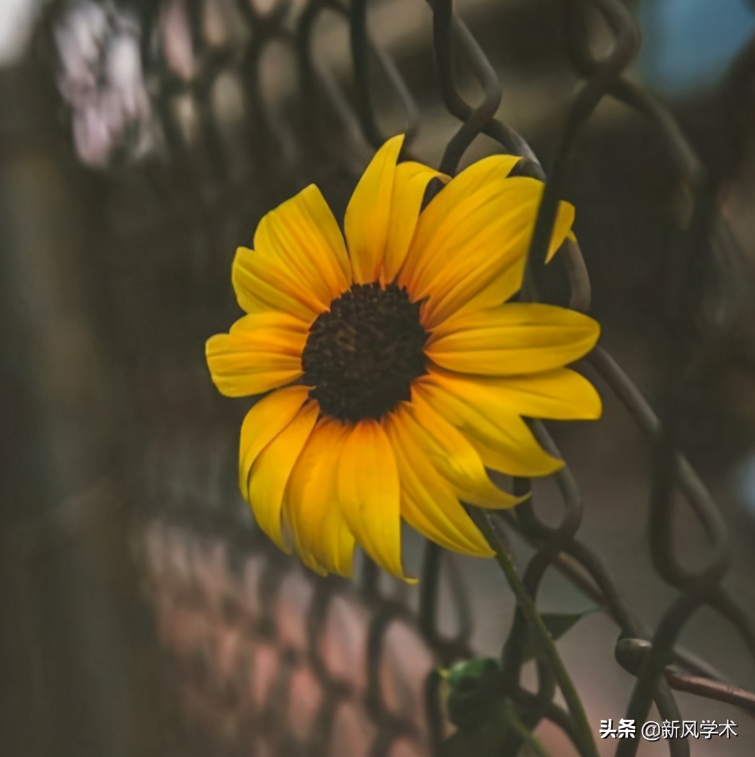 金融学毕业论文文献综述范文,金融学毕业论文选题理由范例200字