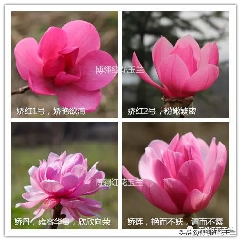 娇红一号玉兰真假识别,娇红一号玉兰和黄鸟玉兰区别