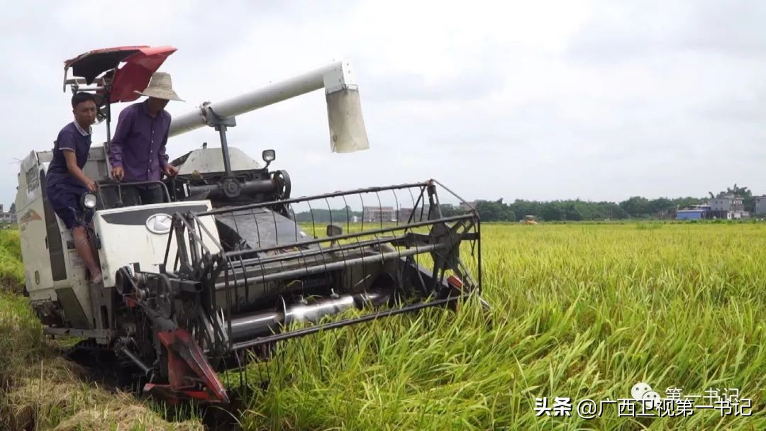 “仙草林”有什么致富宝？“罗曼粉”还可以下“金蛋.......