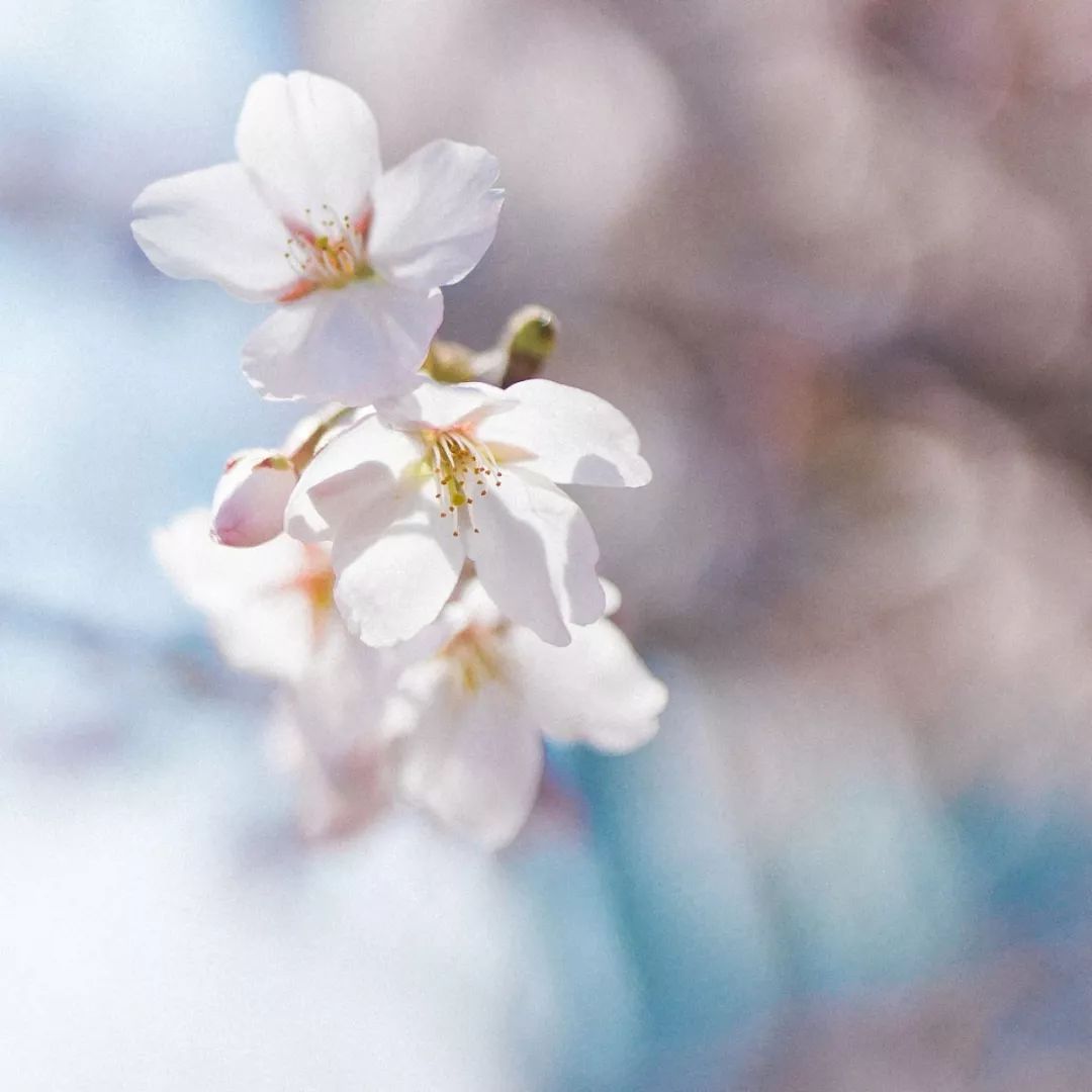 烟台自带仙气的城市,烟台福山名媛