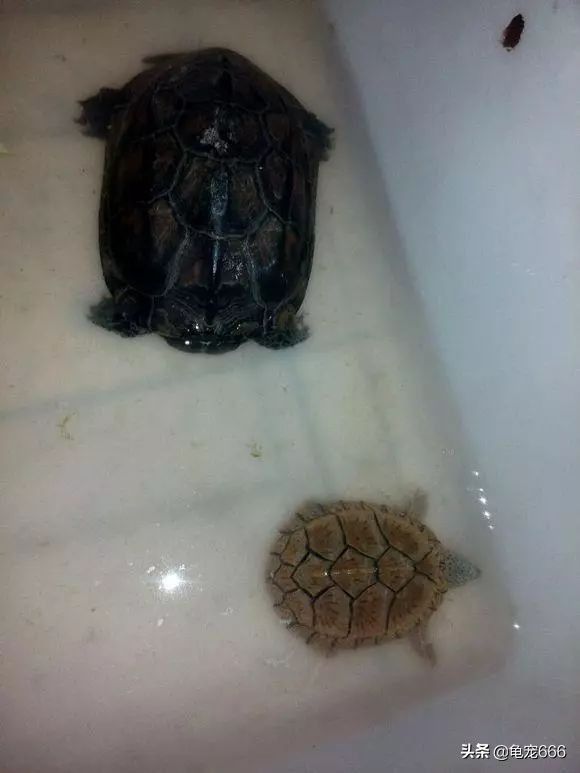龟被冻成冰块,龟怎样处理