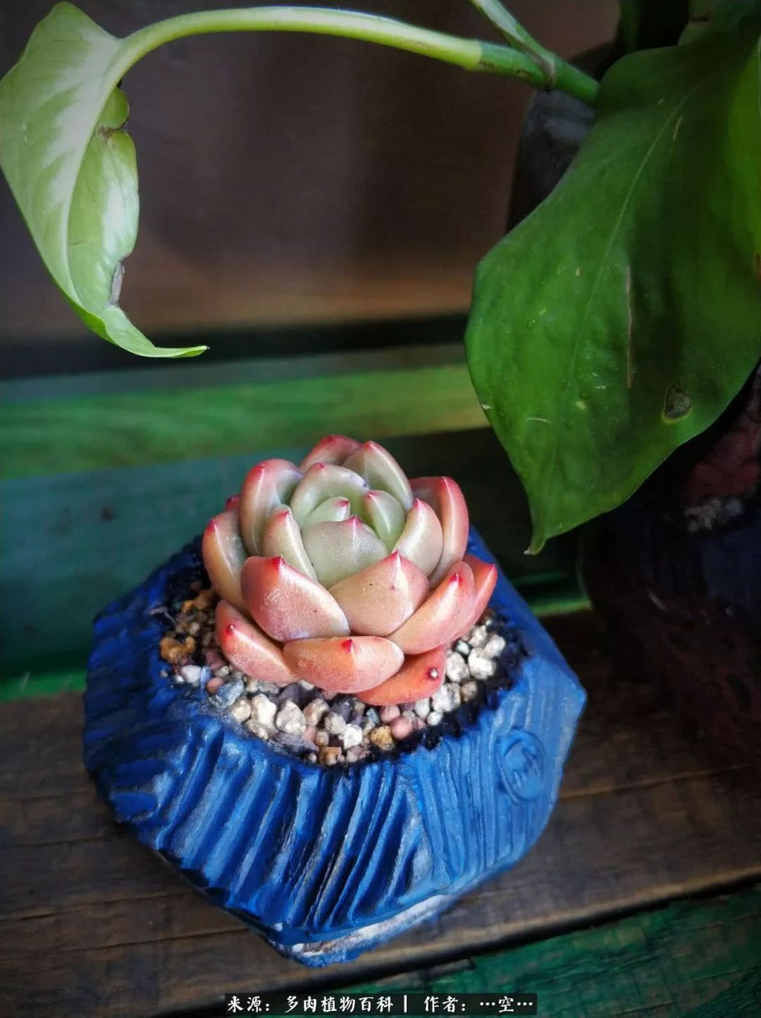 多肉之歌怎么写,多肉之歌