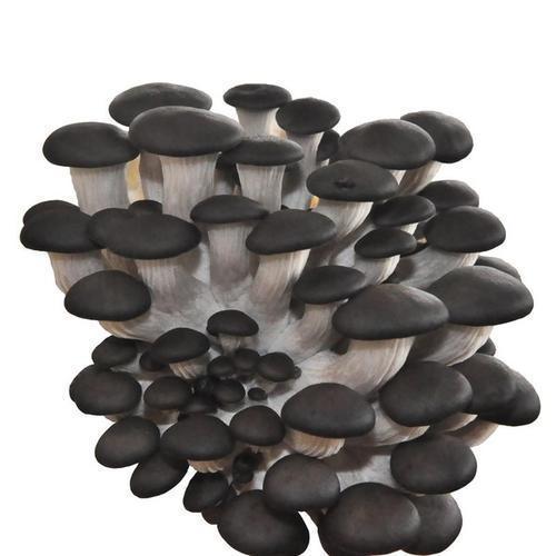 真菌是一类什么样的生物呢？真菌究竟是植物还是动物呢？