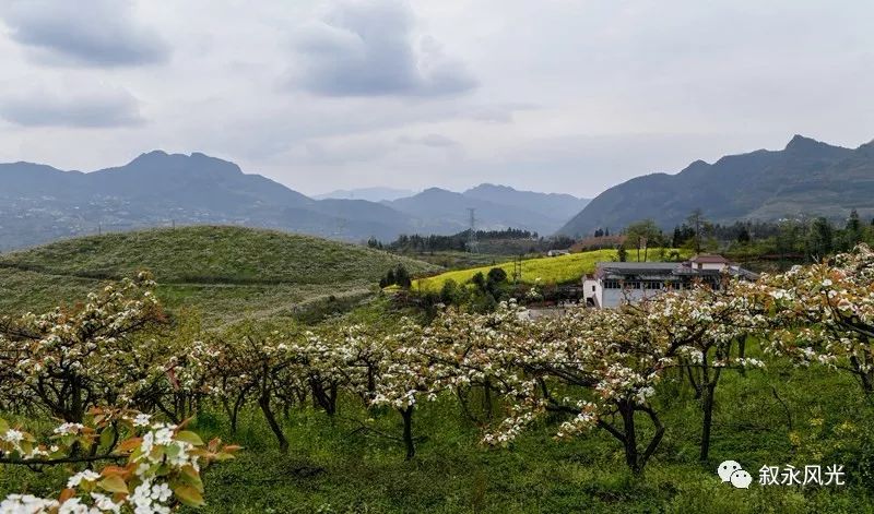 千树万树梨花开风景欣赏,千树万树梨花开美景可以去哪欣赏