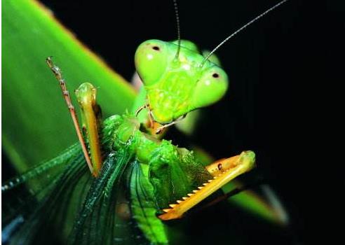 昆虫界美丽又残酷的天生杀手,昆虫界最厉害的杀手是什么