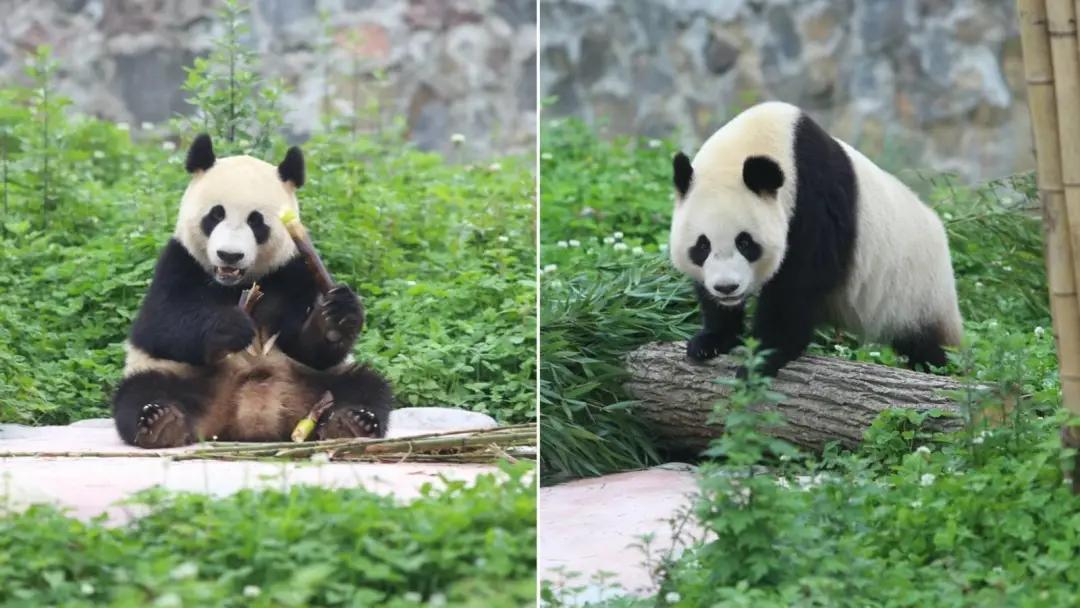 大熊猫野外返归熊猫有多少只,国宝大熊猫疫情影响