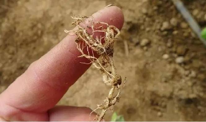 黄瓜怎样施肥才能丰产,最丰产的黄瓜品种