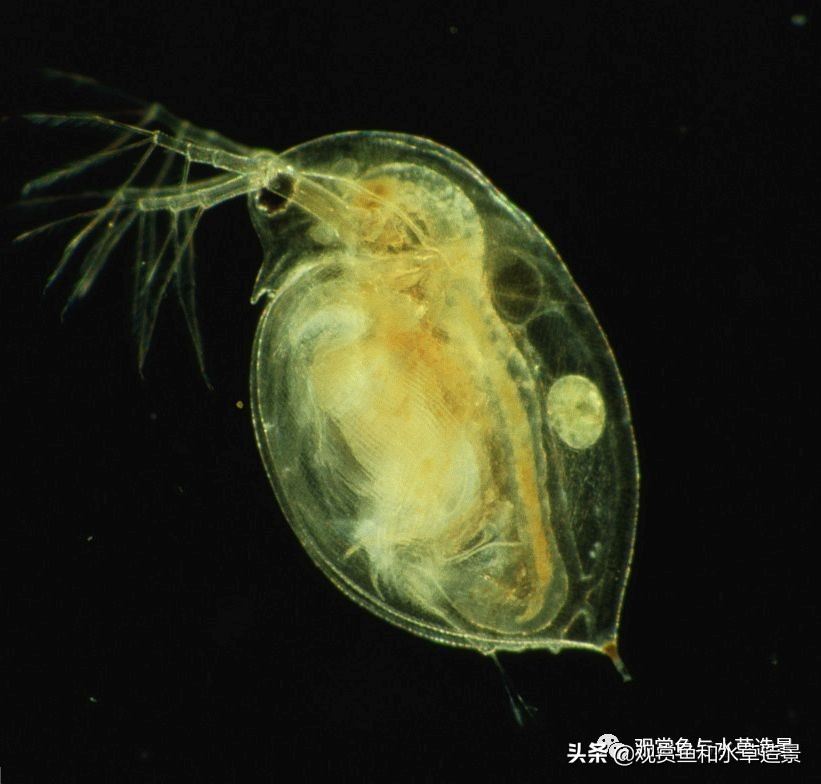 鱼缸里涡虫和蛋白虫的区别,水蚤缸底絮状物需要清除吗