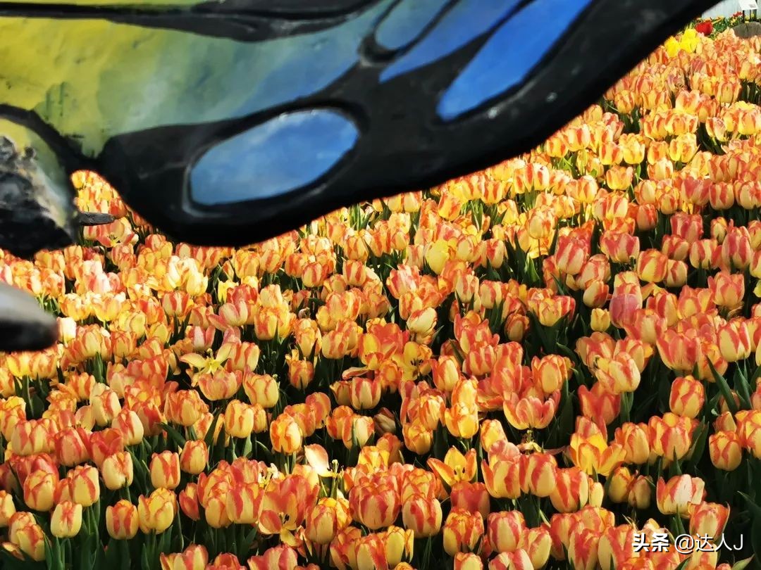 北京珍珠岛乐园,芽庄珍珠岛游乐园在哪儿