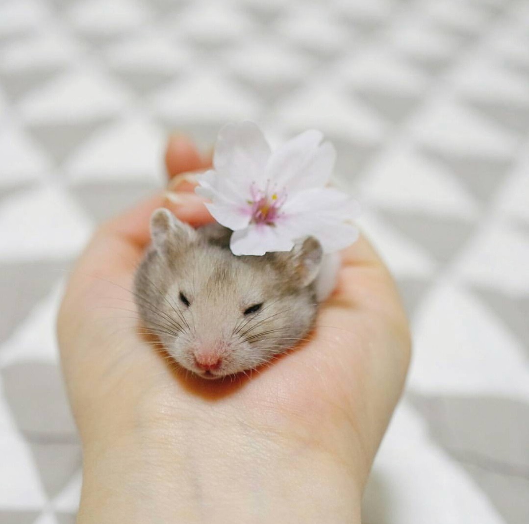 新手养金丝熊仓鼠必备知识,新手怎么养布丁和三线仓鼠