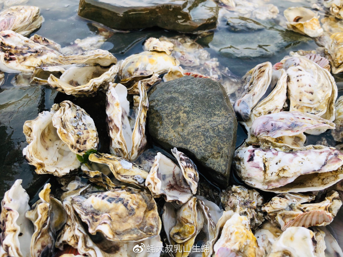 蚝先生乳山鲜蚝,蚝小二正宗乳山生蚝