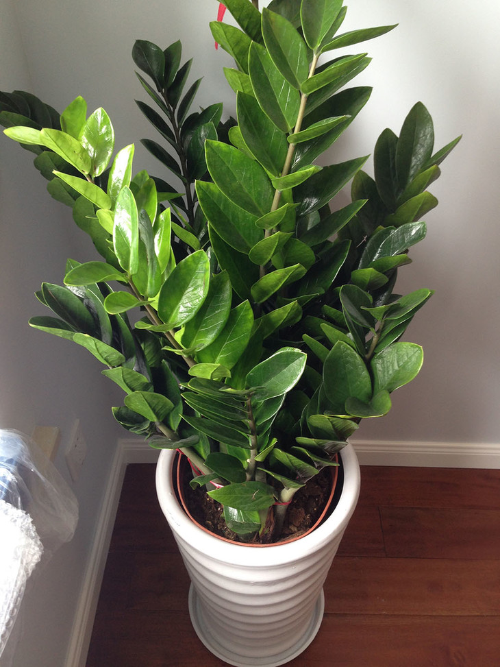 好养的盆栽花卉排名前十,盆栽花比较好养的有哪些