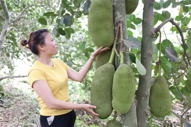 果肉饱满香甜浓郁白沙荣邦吴其貌线上销售菠萝蜜助农增收销路畅
