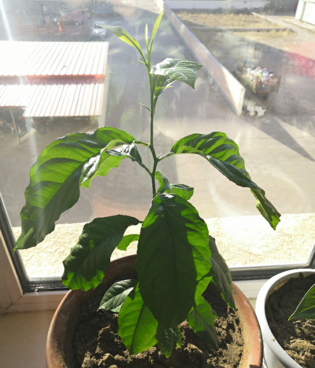 盆栽柠檬长出新叶就干枯,柠檬盆栽什么时候变黄