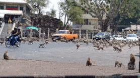 少了中国游客，生态圈乱了套！