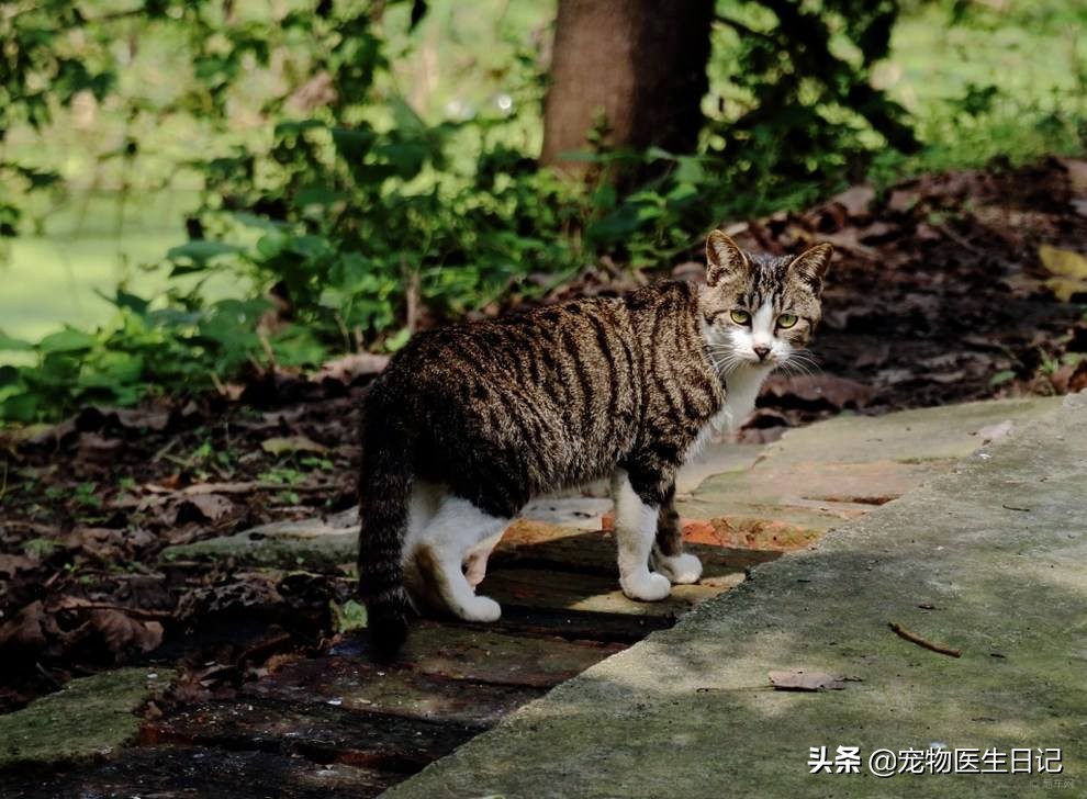 猫咪即将去世找主人,猫咪即将离世和主人告别