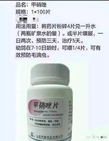 鸽子生病偏方大全,鸽子怎样用药不生病