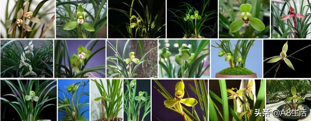 每日一品中国兰花春兰,每日一品完整视频