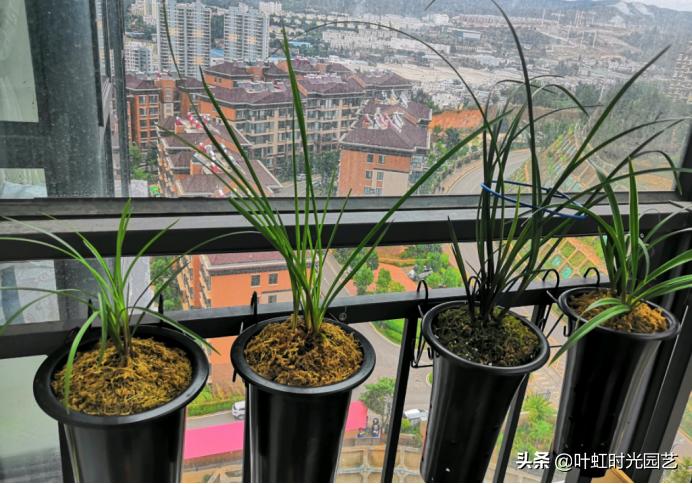 兰花缓苗期已完成怎么办,兰花为什么一拿到室外叶子就蔫